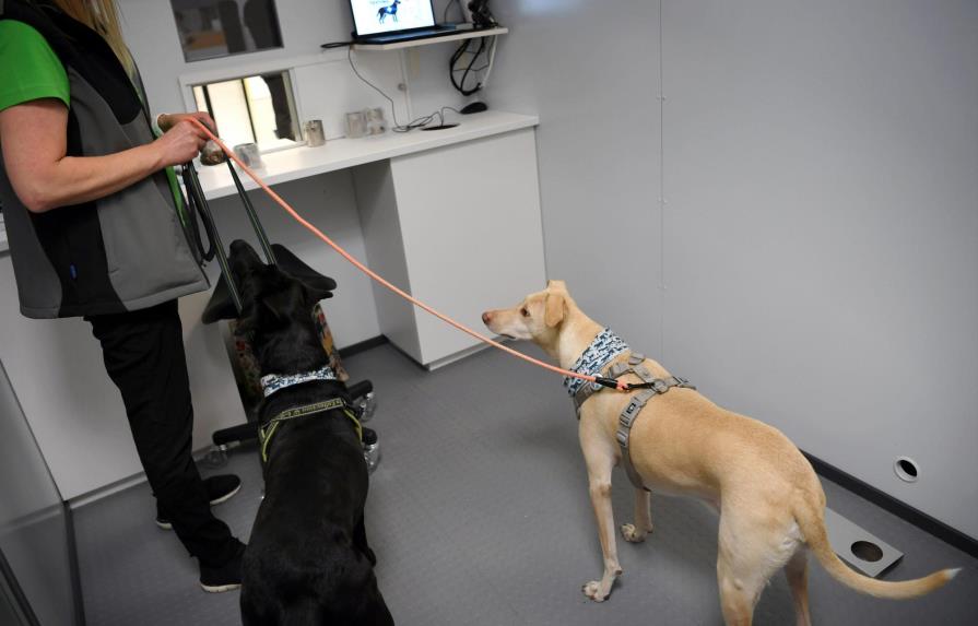 Finlandia utiliza perros detecta-coronavirus en aeropuerto