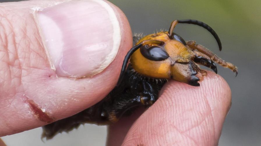 Expertos: peligro de avispón asesino es exagerado