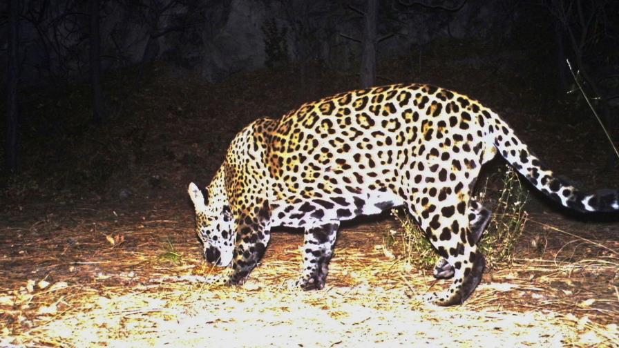 Grupos piden reintroducción de jaguares en suroeste de EEUU Grupos piden reintroducción de jaguares en suroeste de EEUU