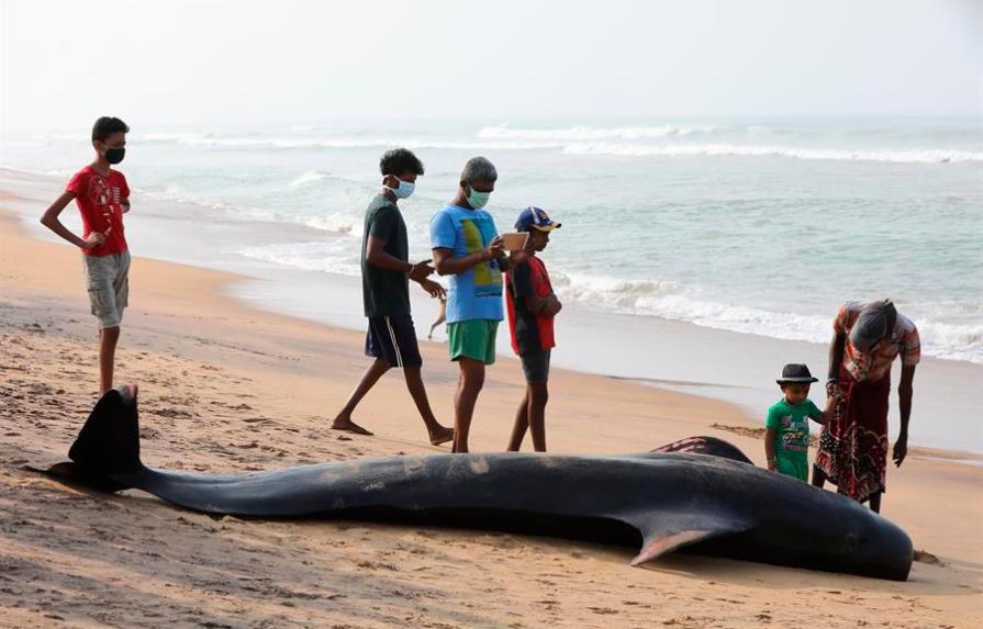 Sri Lanka salva a 120 ballenas varadas con la ayuda de cientos de voluntarios