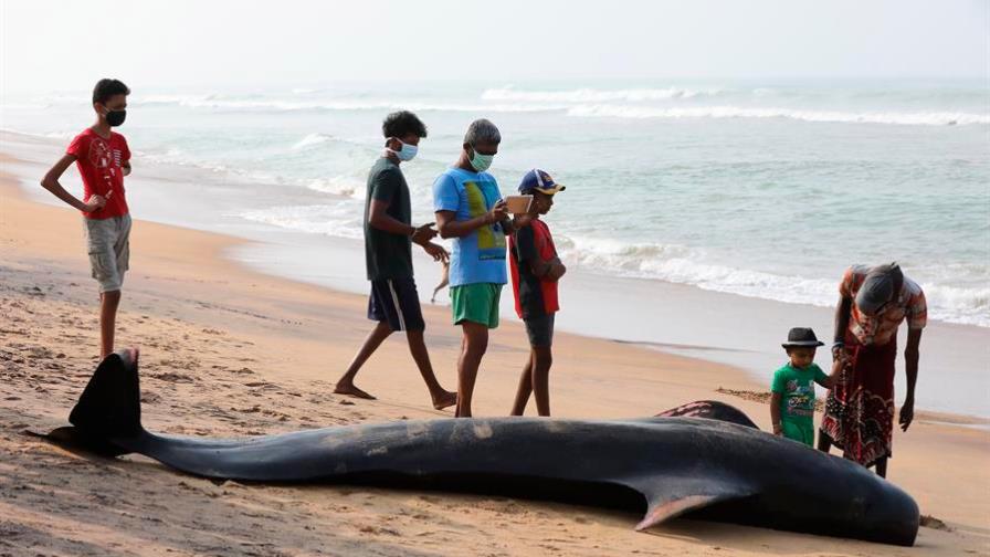 Sri Lanka salva a 120 ballenas varadas con la ayuda de cientos de voluntarios