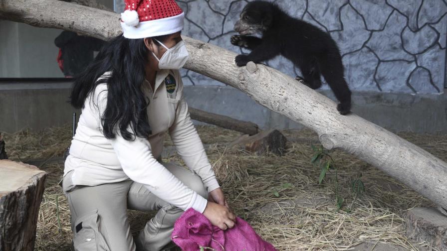 Animales de zoológico en Perú destrozan juguetes navideños Animales de zoológico en Perú destrozan juguetes navideños