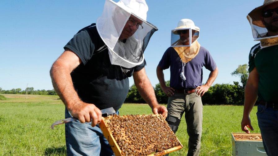 Las facultades terapéuticas de... las abejas