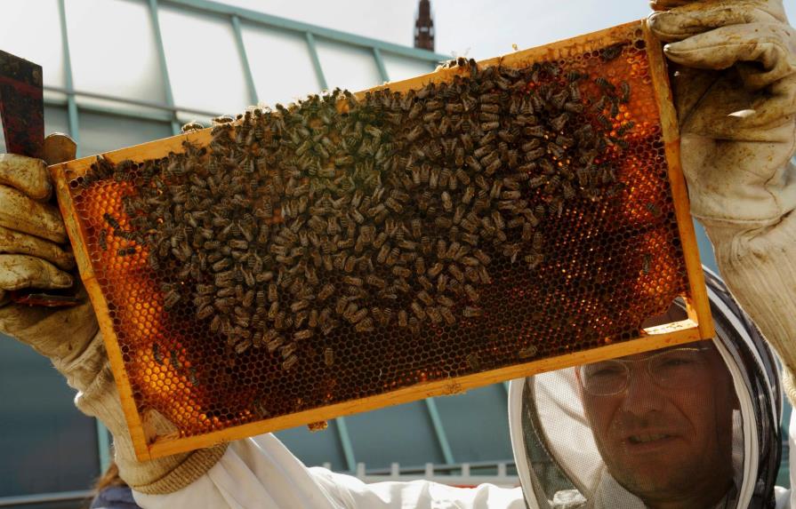 Alemania quiere vetar herbicida asociado a declive de abejas