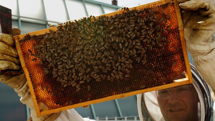 Alemania quiere vetar herbicida asociado a declive de abejas