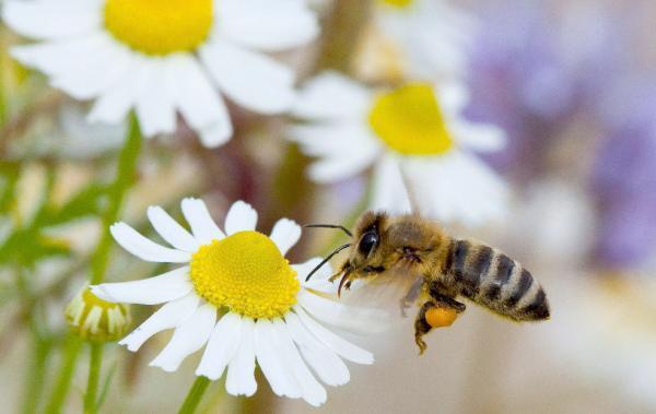 Científicos logran que abejas y peces se comuniquen entre sí mediante robots