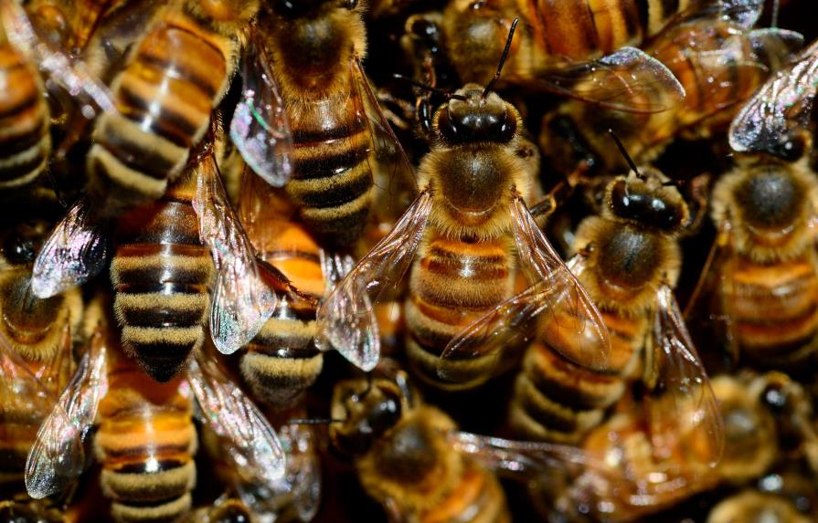 Denuncian robo de miel de abejas en San Pedro de Macorís