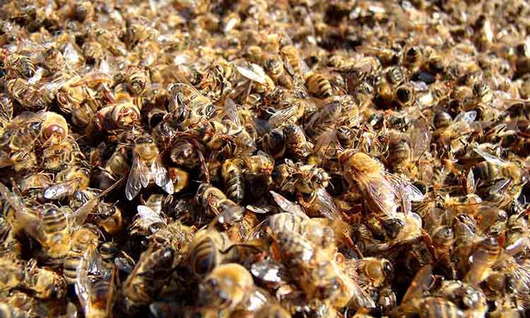 Canadá desiste de prohibir totalmente los pesticidas que matan a las abejas