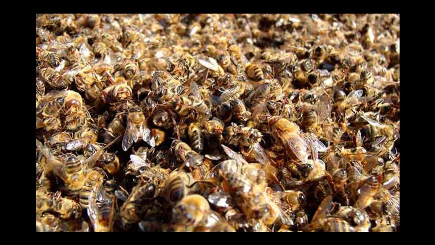 Canadá desiste de prohibir totalmente los pesticidas que matan a las abejas