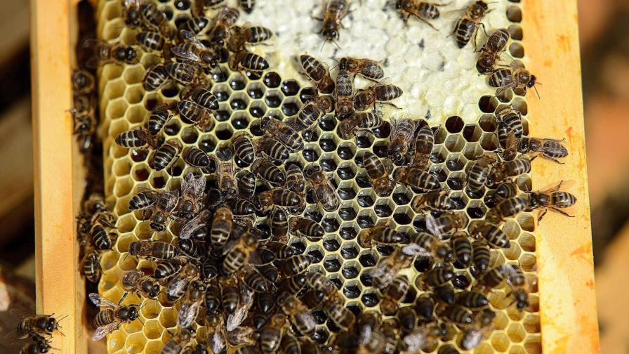 Un superalimento desarrollado en Colombia protege a las abejas de pesticidas