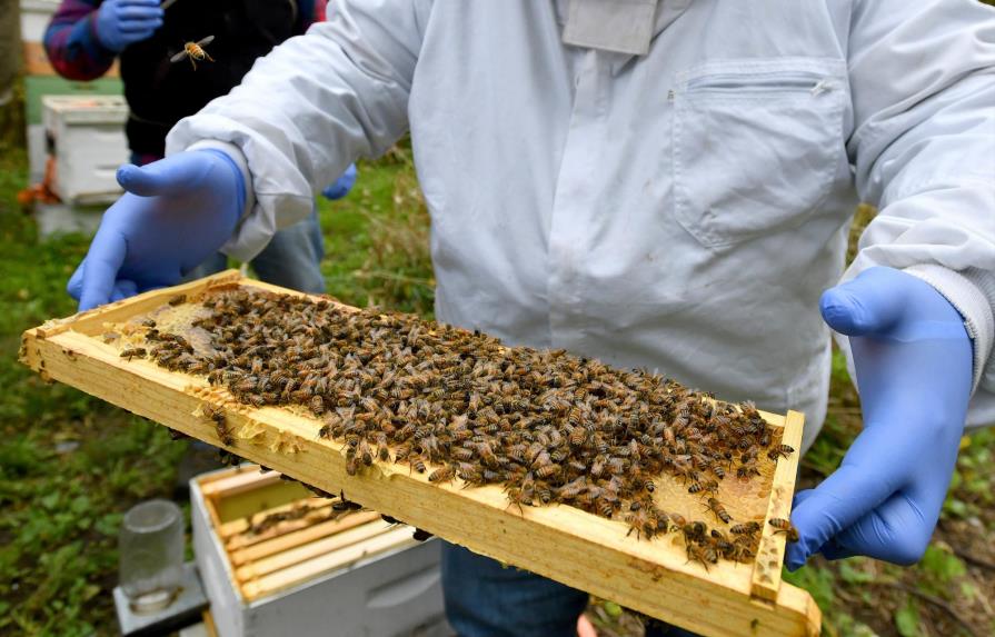 El crudo invierno castiga duro a las abejas en EEUU