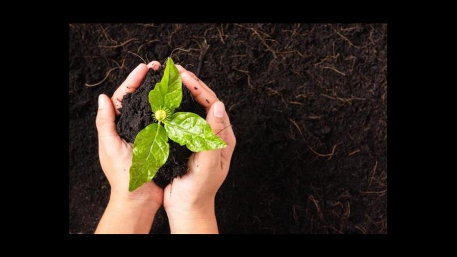 Abonos orgánicos: cuántos tipos hay