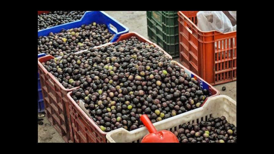 Corte contradice a Gobierno estadounidense por aranceles a aceituna negra española