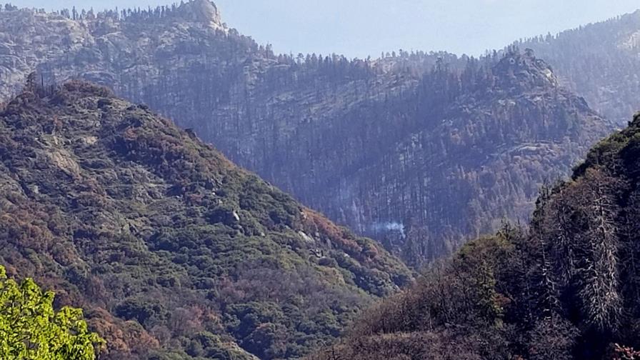 Reporte: Incendio en California mató más de 7,000 secuoyas Reporte: Incendio en California mató más de 7,000 secuoyas