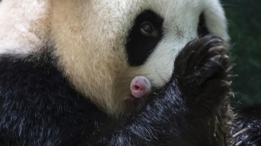 Nacen dos crías de panda gigante en Francia