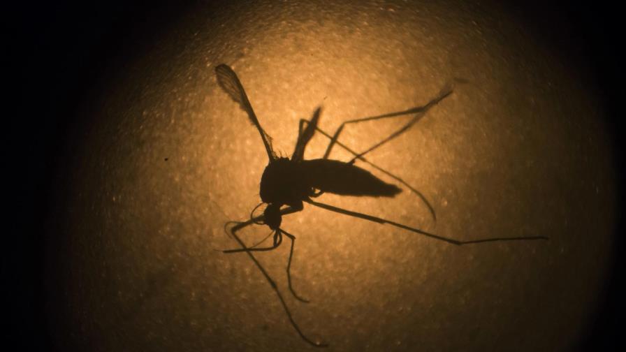 Florida: Liberarán mosquitos modificados para combatir zika