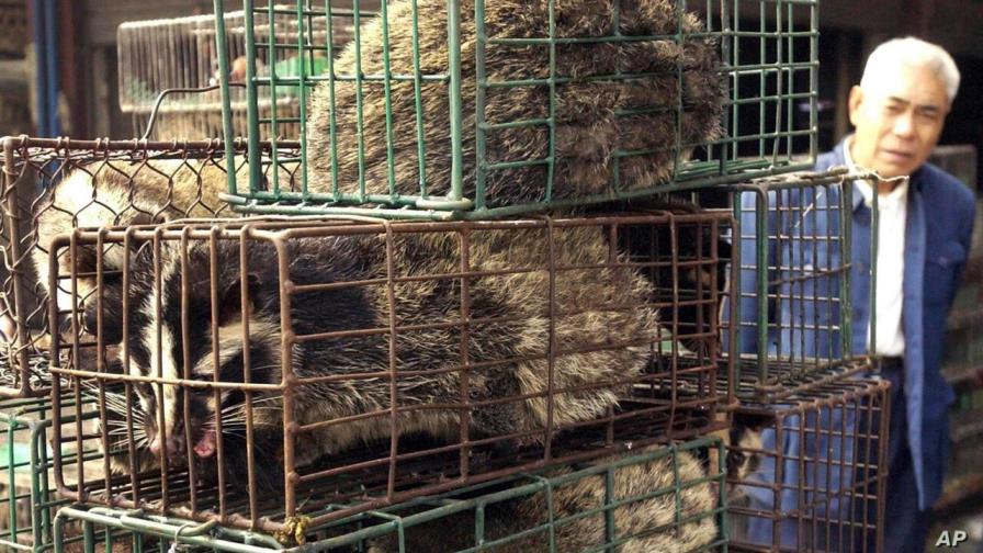 La salud humana, animal y ambiental debe considerarse una sola para prevenir la próxima pandemia 