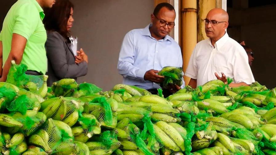 Agricultura, Merca e Inespre aseguran que hay plátanos a bajos precios en el país Agricultura, Merca e Inespre aseguran que hay plátanos a bajos precios en el país