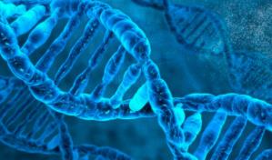 Descubren el mecanismo que deshace los nudos de las moléculas de ADN