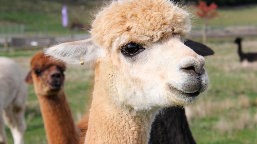 Alpacas pueden servir para bloquear el coronavirus, dice investigación en Perú Alpacas pueden servir para bloquear el coronavirus, dice investigación en Perú
