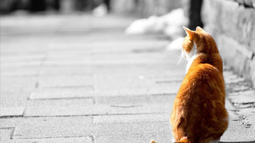 La orden de sacrificar a un gato de Perú divide a las autoridades belgas