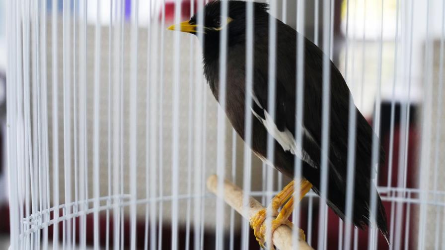 Ave mascota logra salir de Kabul; nuevo símbolo de esperanza