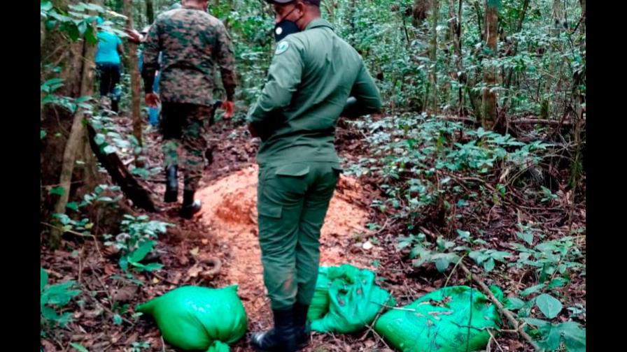 Medio Ambiente elimina plantación de 2,000 matas de aguacate en Sierra de Bahoruco
