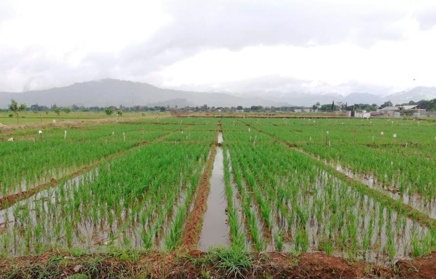 Limbert Cruz asegura tormenta Fred no afectó la agricultura 