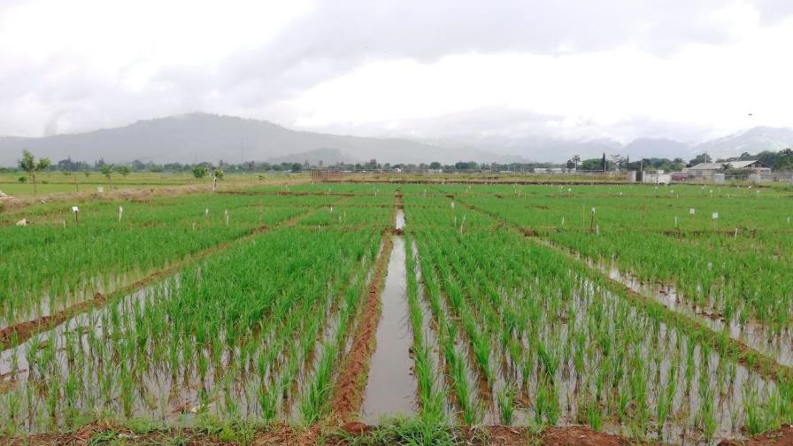Limbert Cruz asegura tormenta Fred no afectó la agricultura 