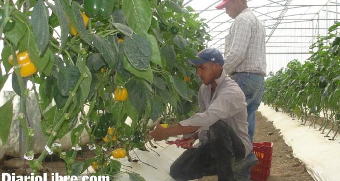 FAO: gobiernos tienen más de una vía de comprar al pequeño agricultor