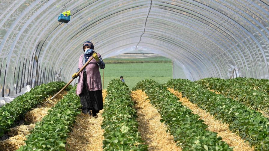 Italia planea regularizar migrantes por la falta de mano de obra en el campo