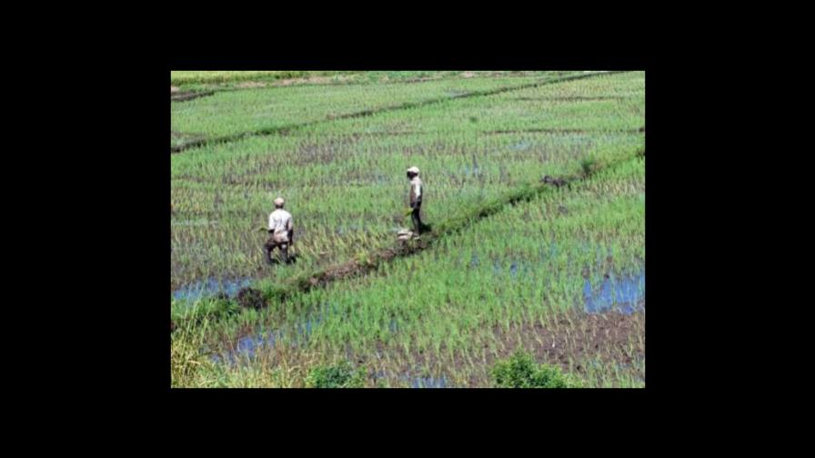FAO: biodiversidad que sostiene alimentación en el mundo se está perdiendo