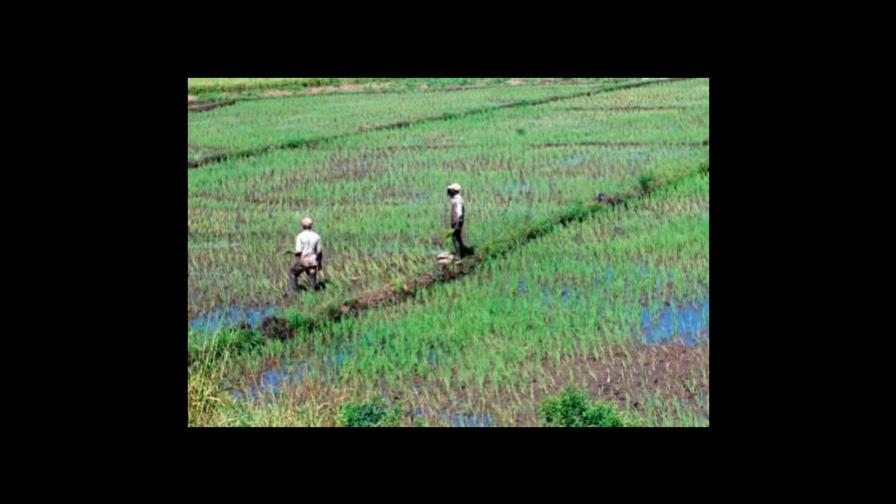 Ministerio de Agricultura: República Dominicana alcanza autosuficiencia en el cultivo de arroz