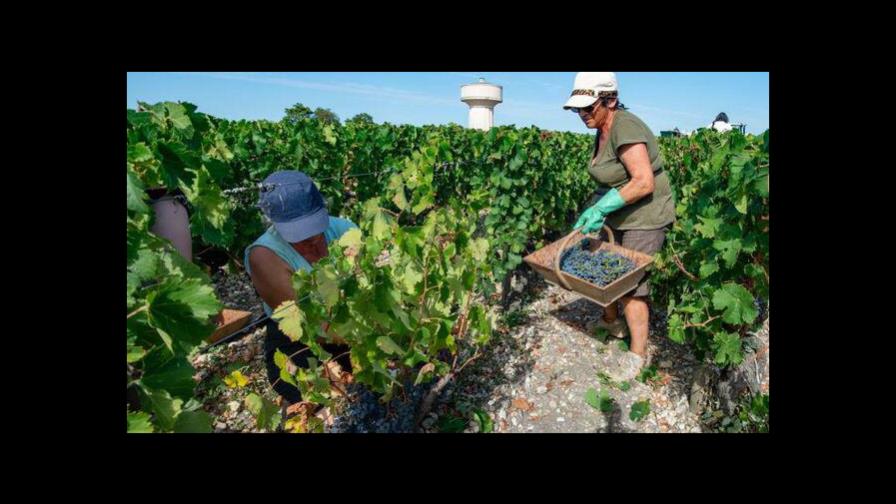 Francia llama a sus desempleados a ir al campo para trabajar en agricultura Francia llama a sus desempleados a ir al campo para trabajar en agricultura