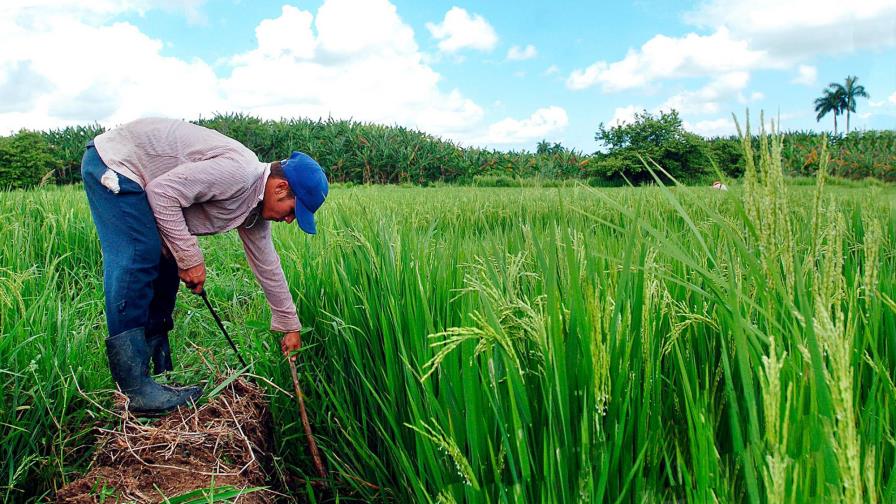 Estudio revela baja formación técnica agropecuaria