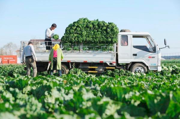 Articulación Campesina demanda del Gobierno plan de emergencia agropecuaria 
