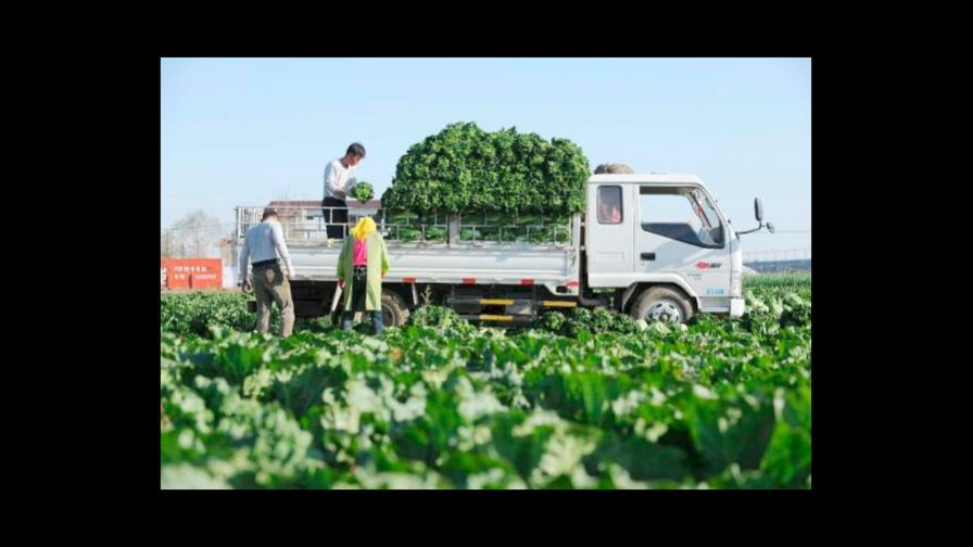 Articulación Campesina demanda del Gobierno plan de emergencia agropecuaria 