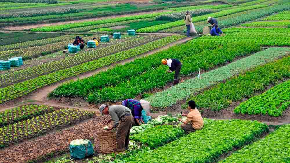 Ministerio de Agricultura brindará apoyo a productores de vegetales y hortalizas 