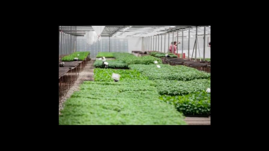 Expertos dicen que la agricultura digital es clave para sistemas alimentarios