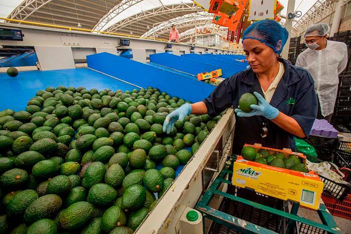 El superávit agroalimentario de México cae un 38,8 % entre enero y julio