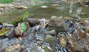 La FAO alerta del peligro de la mercantilizaci&oacute;n del agua en su D&iacute;a Mundial