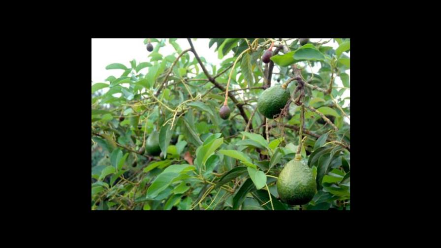 Aguacate, naranjas y guandules, los alimentos que más subieron en abril Aguacate, naranjas y guandules, los alimentos que más subieron en abril