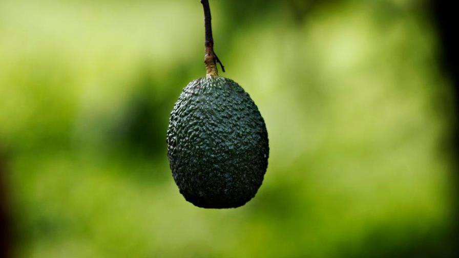 En México, los aguacates dejan dinero pero atraen a cárteles En México, los aguacates dejan dinero pero atraen a cárteles