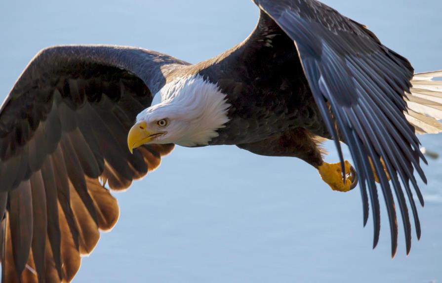 El gobierno de Biden proyecta restablecer protecciones de especies amenazadas