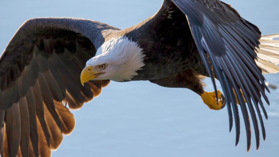 El gobierno de Biden proyecta restablecer protecciones de especies amenazadas El gobierno de Biden proyecta restablecer protecciones de especies amenazadas