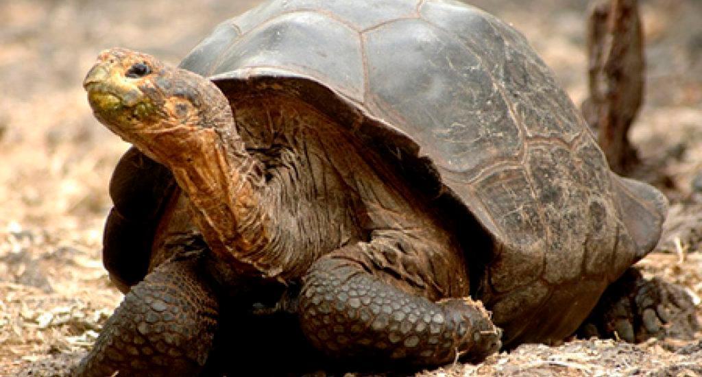 Alagba, la tortuga más vieja de África muere a los 344 años