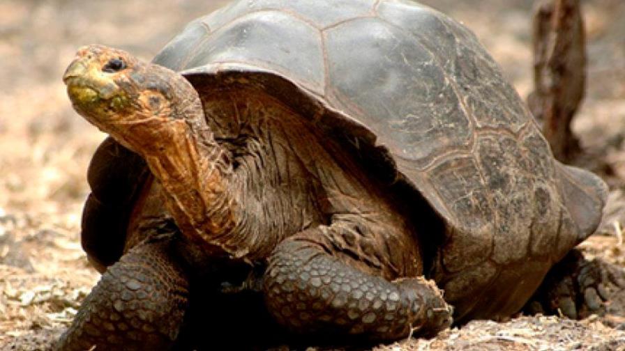 Alagba, la tortuga más vieja de África muere a los 344 años
