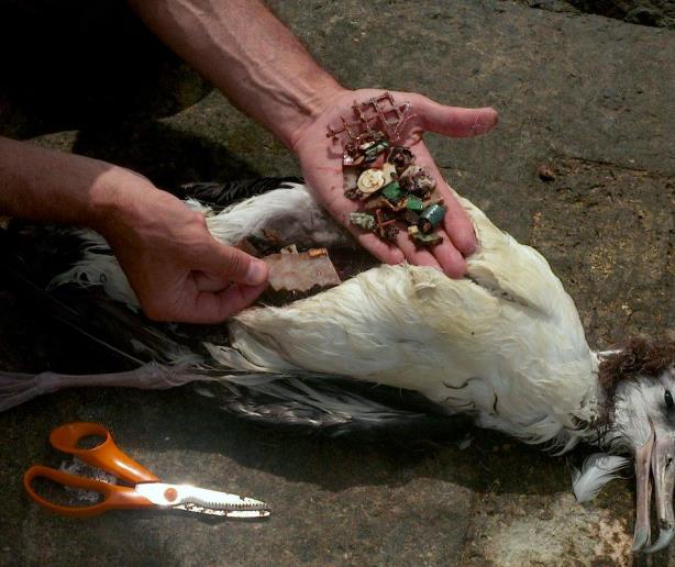 Albatross: Nuestra cultura del plástico en el estómago de las aves marinas