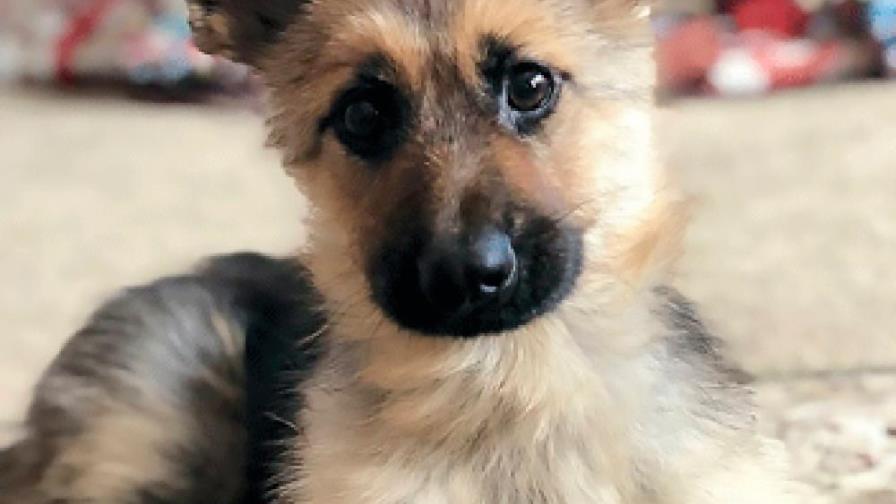 El cachorro de pastor alemán no lo deja vivir... El cachorro de pastor alemán no lo deja vivir...