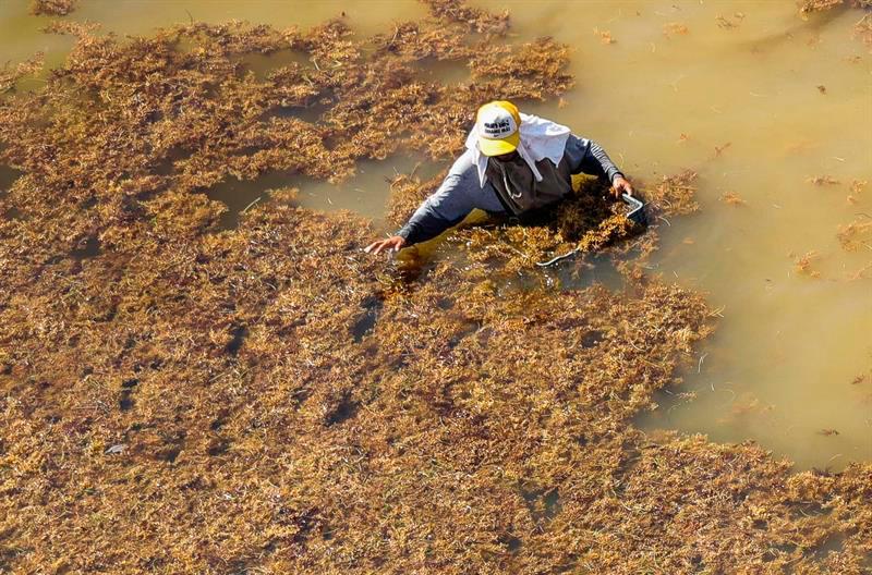 México recolecta 57.603 toneladas de algas de sargazo en playas del Caribe